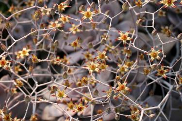 Graptopetalum pentandrum Superbum 