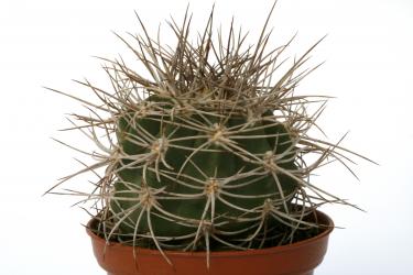 Gymnocalycium acorrugatum VOS2514 
