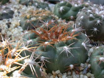Gymnocalycium alboareolatum BKS49/13 
