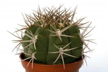 Gymnocalycium ambatoense 