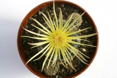 Gymnocalycium andreae ssp. fechseri Sierra Grande, El Mirador, Cordoba, ARG, 1888m 