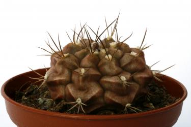 Gymnocalycium anisitsii ssp. volkeri % VoS39 s. San José de Chiquitos, Santa Cruz, BOL, 374m 