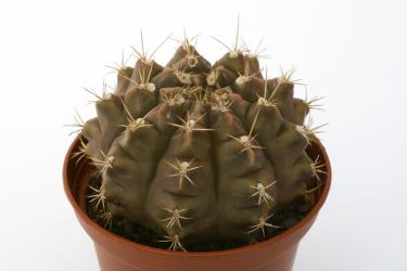 Gymnocalycium anisitsii % VoS523 