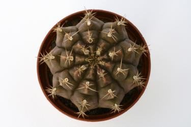 Gymnocalycium anisitsii % VoS523 