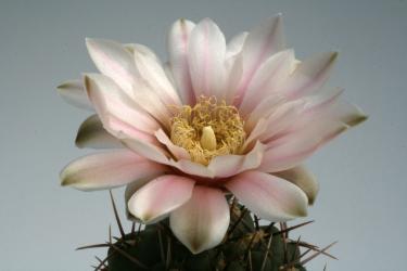 Gymnocalycium borthii VoS903 Puntas Duraznito, Soriano, Uruguay 