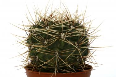 Gymnocalycium brachyanthum GN77-1184 