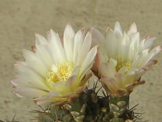 Gymnocalycium brachypetalum *4^ P101 Choele Choel, Rio Negro, ARG 