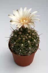 Gymnocalycium brachypetalum *4^ P101 Choele Choel, Rio Negro, ARG 
