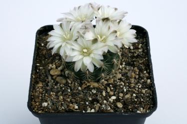 Gymnocalycium bruchii *2^ 