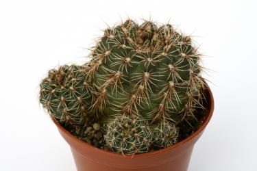 Gymnocalycium bruchii ssp. susannae 