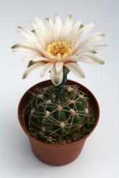 Gymnocalycium capillaense VoS10-868 