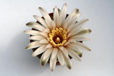 Gymnocalycium capillaense VoS10-744 