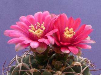 Gymnocalycium carminanthum 