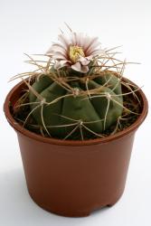 Gymnocalycium castellanosii P209 Ambil, La Rioja, ARG 