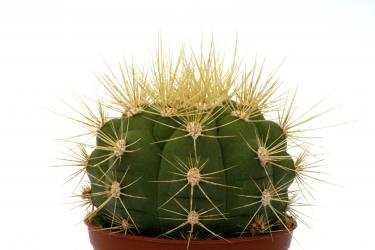 Gymnocalycium chacoense VoS260 Cerro Miguel, Santa Cruz, BOL, 564m 