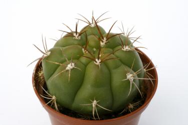 Gymnocalycium chiquitanum VoS08-331 Chaco, km 226, Santa Cruze; BOL 