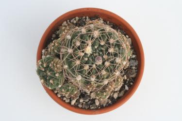 Gymnocalycium chubutense LB350 North of Paso Grande, San Luis, ARG 