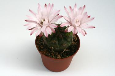 Gymnocalycium damsii ssp. rotundulum 