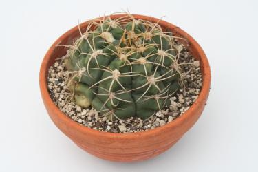 Gymnocalycium denudatum 