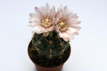 Gymnocalycium erinaceum ssp. paucisquamosum VoS734 