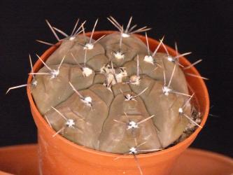 Gymnocalycium esperanzae VoS1791 Corral de Isaac, La Rioja, ARG, 523 m 