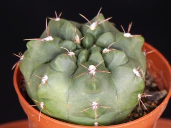 Gymnocalycium fischeri VoS919 