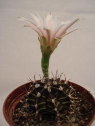 Gymnocalycium friedrichii VoS08-335 