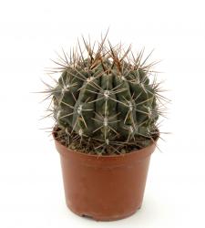 Gymnocalycium gibbosum *4^ % FR12 Campo Los Andes, Mendoza, ARG 