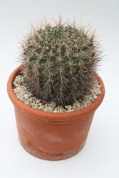 Gymnocalycium gibbosum ssp. ferox *4^ % WP54-57 