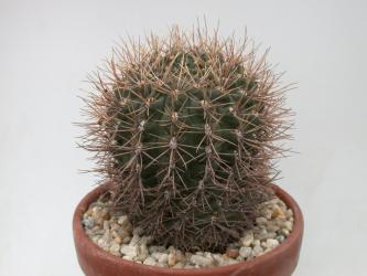 Gymnocalycium gibbosum ssp. ferox *4^ % WP143-212 
