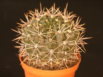 Gymnocalycium gibbosum ssp. nigrum *2 % WP120-165 