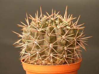 Gymnocalycium gibbosum ssp. ferox *4^ % 