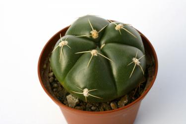 Gymnocalycium horstii ssp. buenekeri WG172 