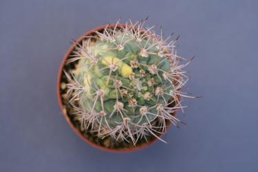 Gymnocalycium hossei 