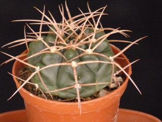 Gymnocalycium jochumii GN888-3382 
