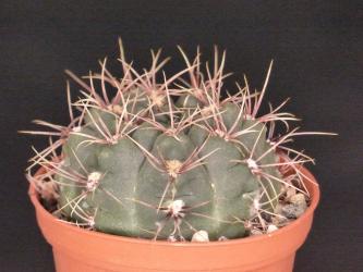 Gymnocalycium kroenleinii ssp. funettae VoS798 