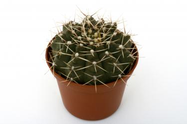 Gymnocalycium kuehhasii VoS798 n. of Villa de Maria, Cordoba, ARG, 544m 