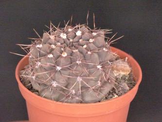Gymnocalycium lukasikii JPR100-237 Cerro Moro, TL 