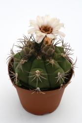 Gymnocalycium marquezii 
