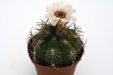 Gymnocalycium marquezii 