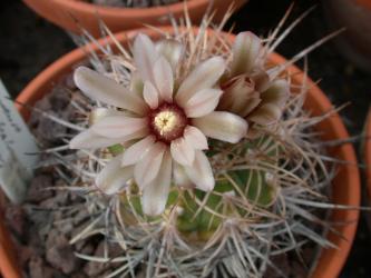 Gymnocalycium mazanense 