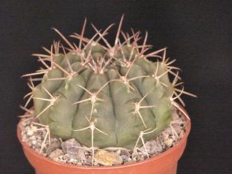 Gymnocalycium megatae VoS340 Pueblo Nuevo near Boyuibe, Santa Cruz, Bolivia 