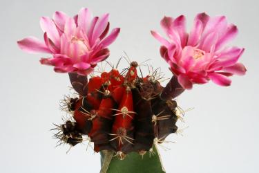 Gymnocalycium mihanovichii Dark Orange VE % 