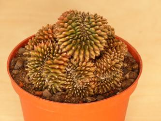 Gymnocalycium mihanovichii v. inermis f. cristata 