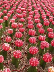 Gymnocalycium mihanovichii Hibotan Red VE % 