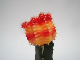 Gymnocalycium mihanovichii Red + Yellow VE % 