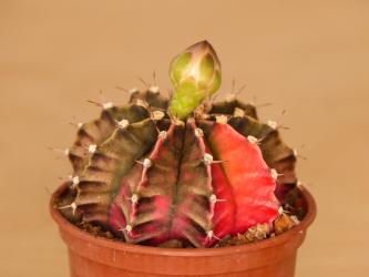 Gymnocalycium mihanovichii f. variegata Thailand % 