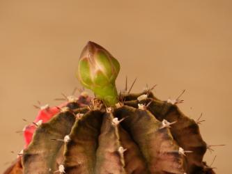 Gymnocalycium mihanovichii f. variegata Thailand % 