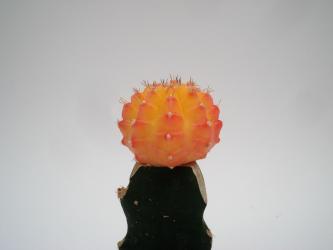 Gymnocalycium mihanovichii Yellow VE % 