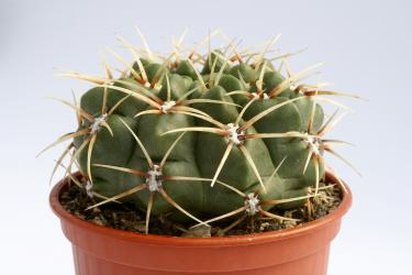 Gymnocalycium monvillei 